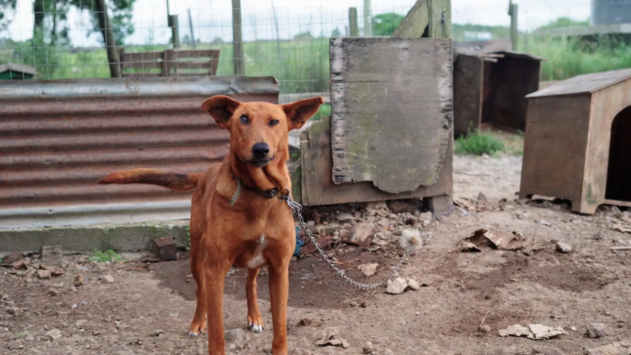 ayudanos-a-salvar-vidas-en-mucho-bicho-tacuarembo-20250124143402