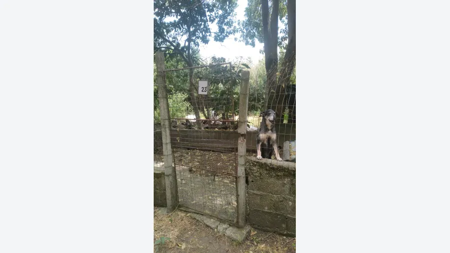 las-mascotas-sin-hogar-necesitan-de-tu-solidaridad-20231128093847