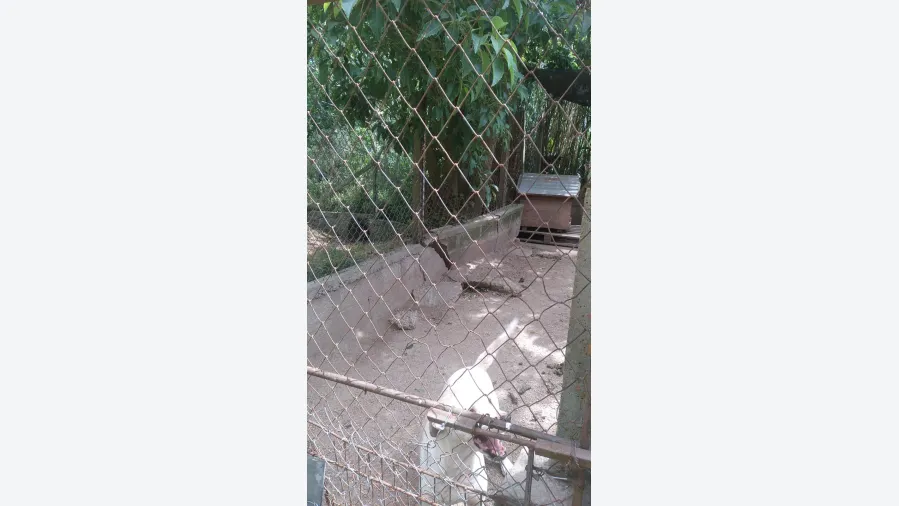 las-mascotas-sin-hogar-necesitan-de-tu-solidaridad-20231128093847