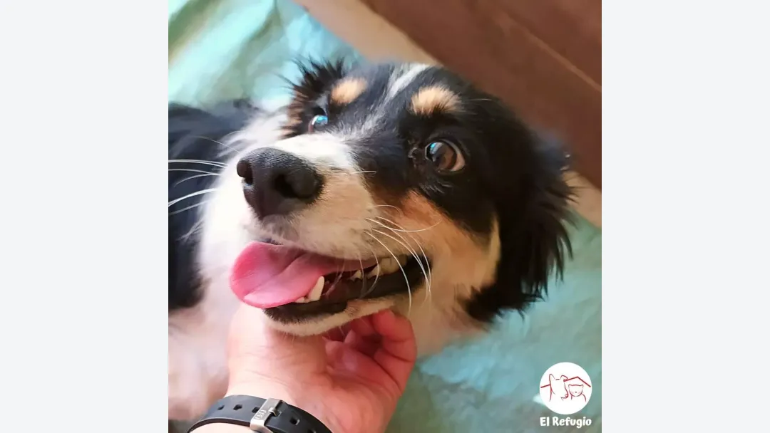 restaurando-salud-y-libertad-apoya-la-recuperacion-de-atila-y-eduardito-20231128111026