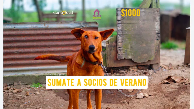 Imagen de ticket: Socios de verano - Mucho bicho - $1000
