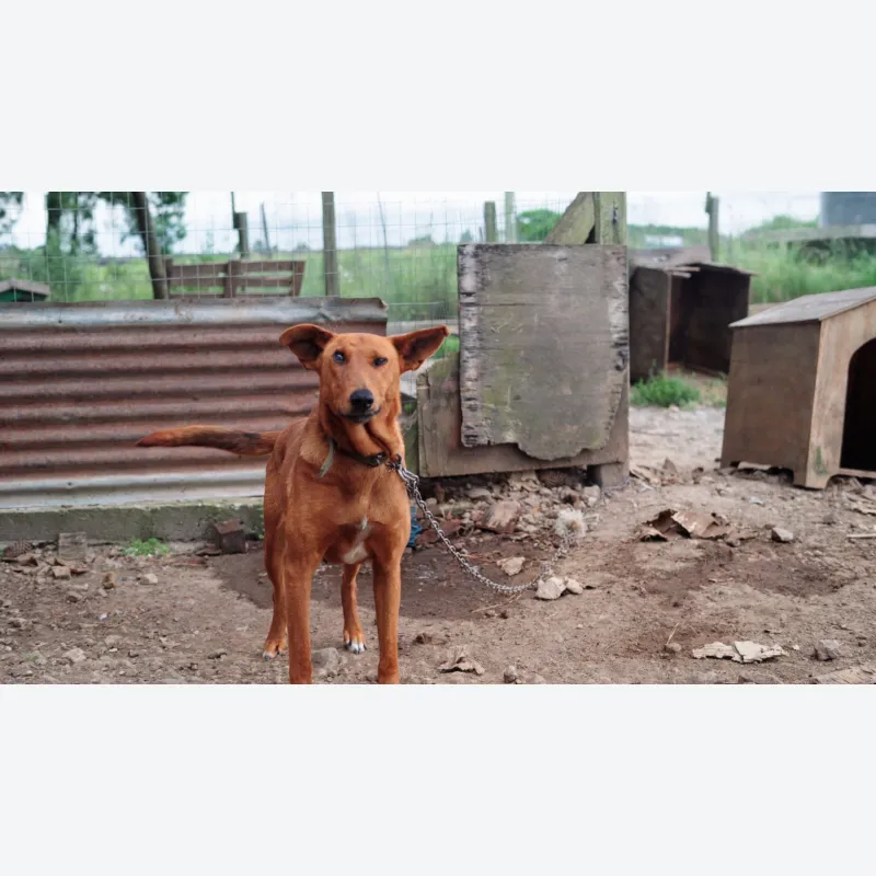 ayudanos-a-salvar-vidas-en-mucho-bicho-tacuarembo-20250124143402