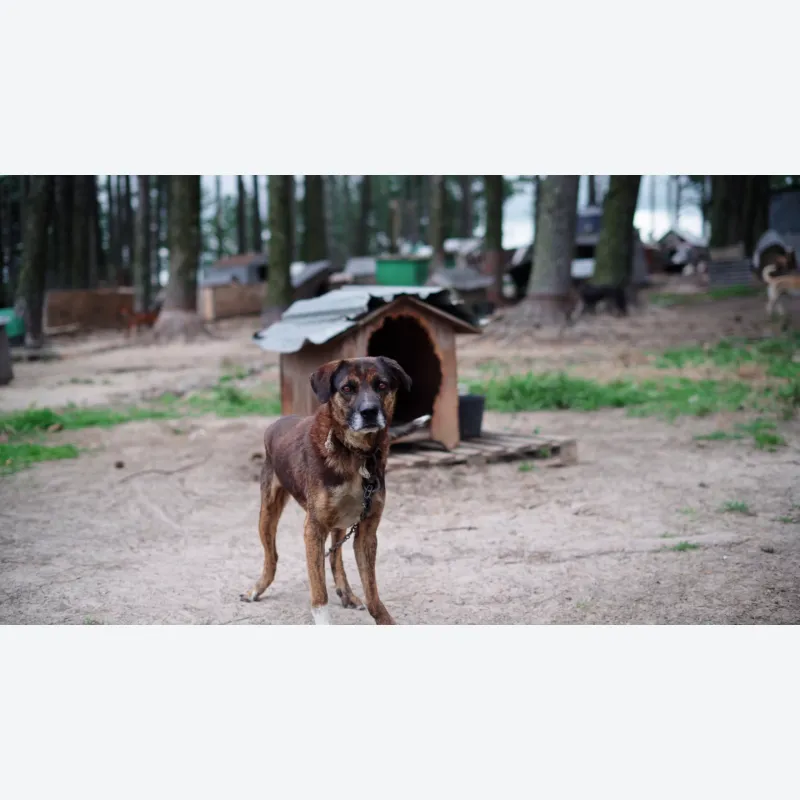 ayudanos-a-salvar-vidas-en-mucho-bicho-tacuarembo-20250124143402