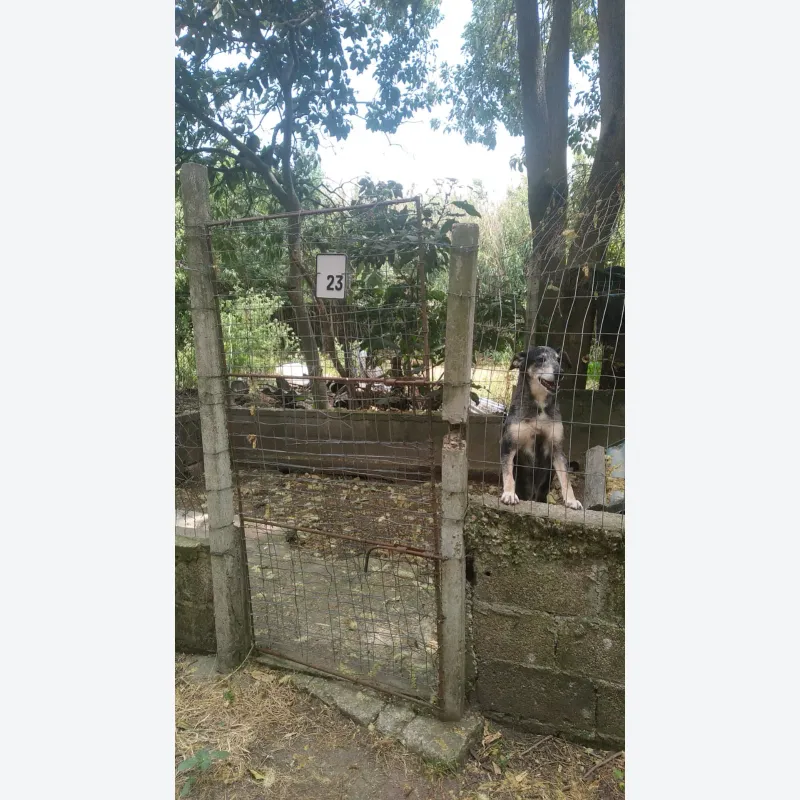 las-mascotas-sin-hogar-necesitan-de-tu-solidaridad-20231128093847