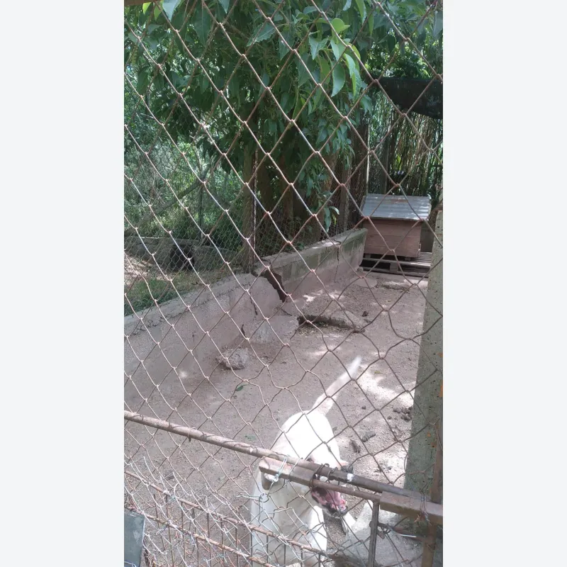 las-mascotas-sin-hogar-necesitan-de-tu-solidaridad-20231128093847