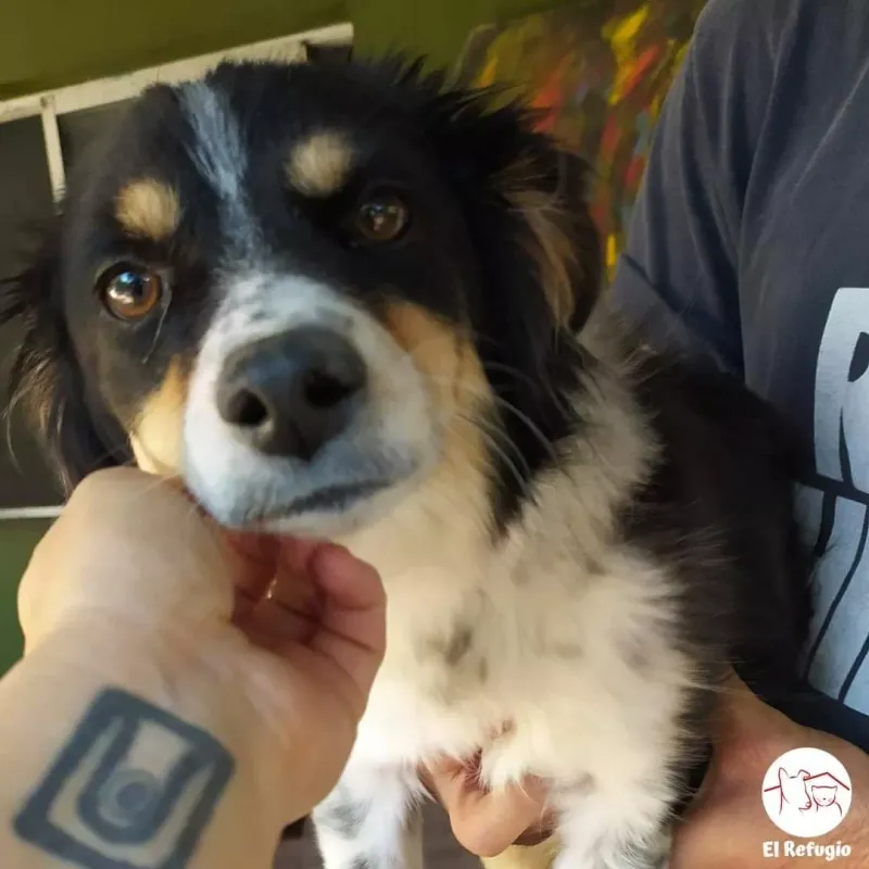 restaurando-salud-y-libertad-apoya-la-recuperacion-de-atila-y-eduardito-20231128111026