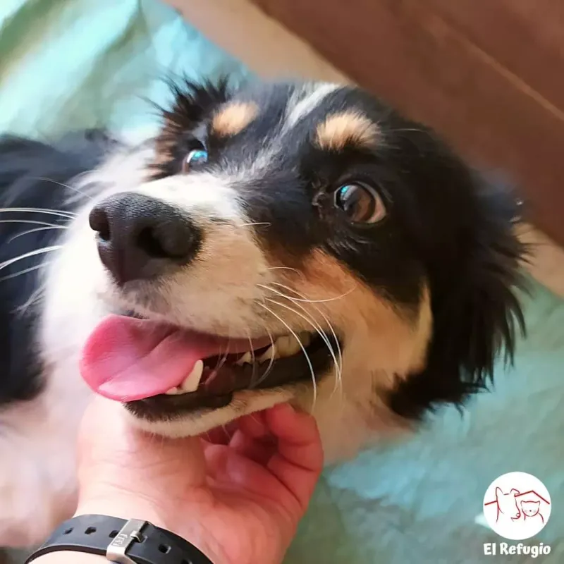 restaurando-salud-y-libertad-apoya-la-recuperacion-de-atila-y-eduardito-20231128111026