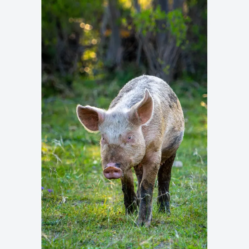 espacio-de-enfermeria-santuario-animal-libre-20251212094705