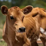 Imagen de campaña: Espacio de enfermería - Santuario Animal Libre