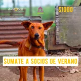 Imagen de ticket: Socios de verano - Mucho bicho - $1000