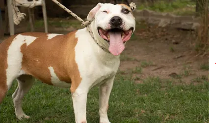 La importancia de los refugios de animales en nuestra sociedad