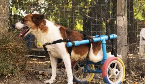 Las mascotas sin hogar necesitan de tu solidaridad