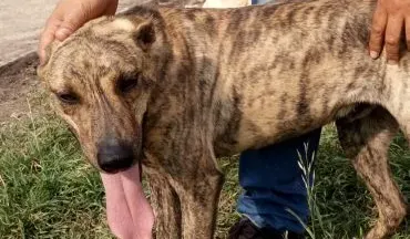 PRODEA te necesita, ayúdanos a combatir la leishmaniasis