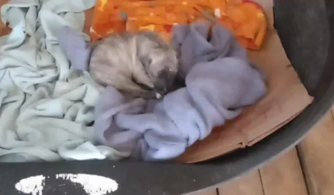 ¡Únete a la causa de PRODEA y ayuda a cambiar la vida de los animales abandonados en nuestra ciudad!