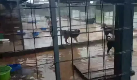 Ayudanos a construir un refugio seguro para los animales de Prodea