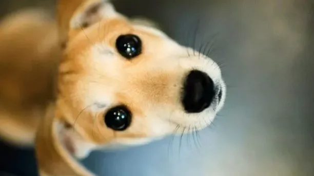 Cómo combatir la sobrepoblación de perros abandonados