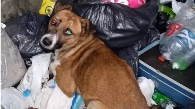 Cómo identificar y actuar ante situaciones de maltrato animal