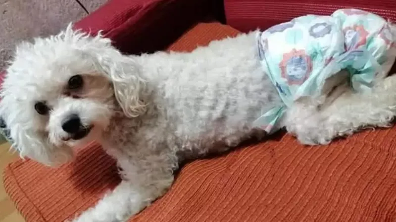 El compromiso detrás de la adopción de mascotas con discapacidades