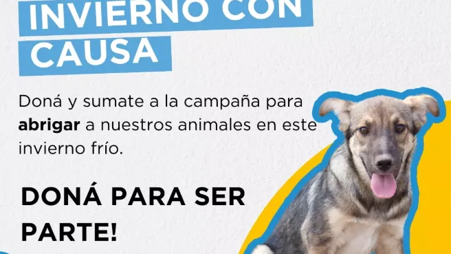 El impacto de tu donación: cómo ayuda a los animales callejeros