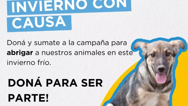 El impacto del invierno en los animales sin hogar