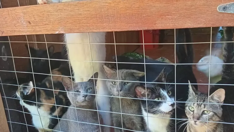 El poder de la adopción: transformando vidas de animales con amor