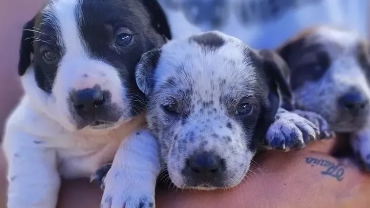 El poder de la comunidad en el rescate animal: una guía para ayudar desde tu lugar
