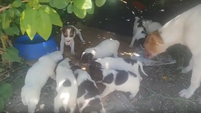 ¿Por qué tu donación es vital para las organizaciones de rescate de animales?