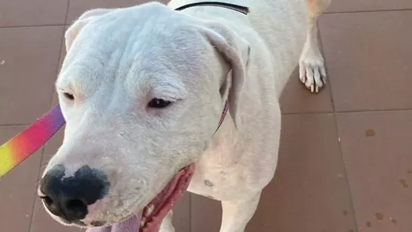 Confrontando los desafíos en el cuidado veterinario de emergencia