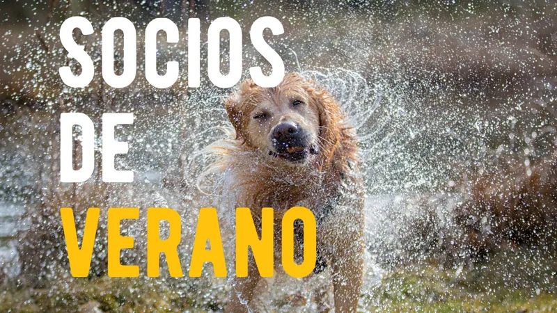 Socios de verano: Las organizaciones que reciben tu donación