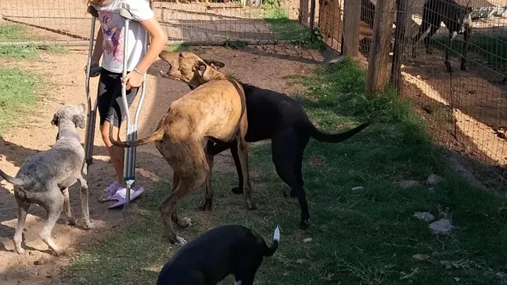 El papel crucial de los voluntarios en los refugios de animales