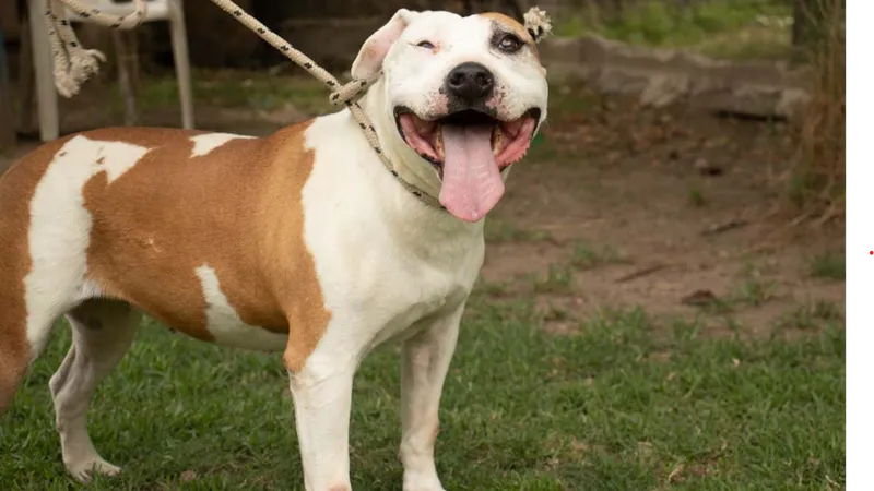 La importancia de los refugios de animales en nuestra sociedad