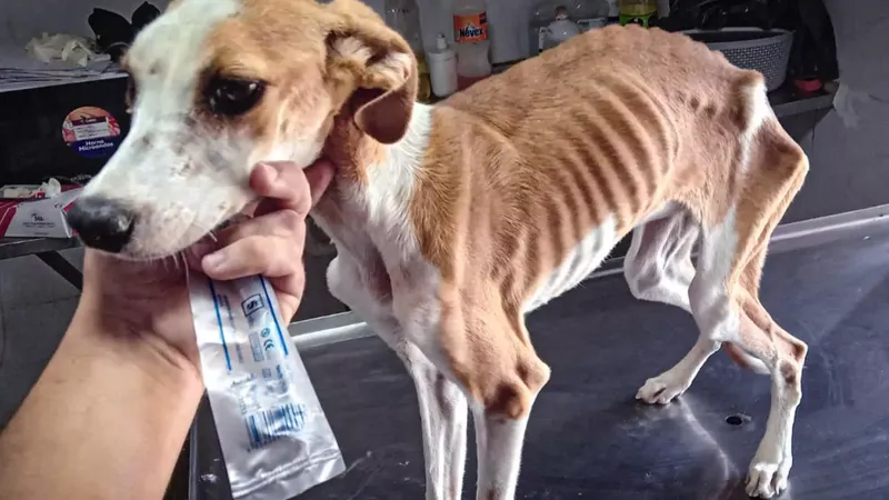 La adopción de mascotas: Una segunda oportunidad para el amor incondicional