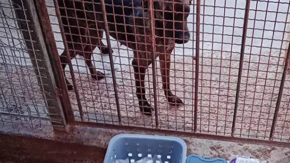 La importancia de la vacunación en los animales de refugio