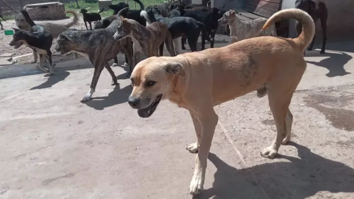 Salvando vidas y brindando segundas oportunidades