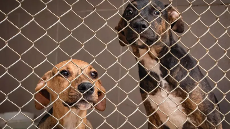 Los desafíos de operar un refugio de animales: más allá del cuidado diario