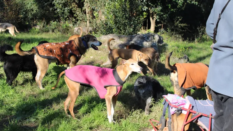 El impacto emocional de rescatar un perro callejero